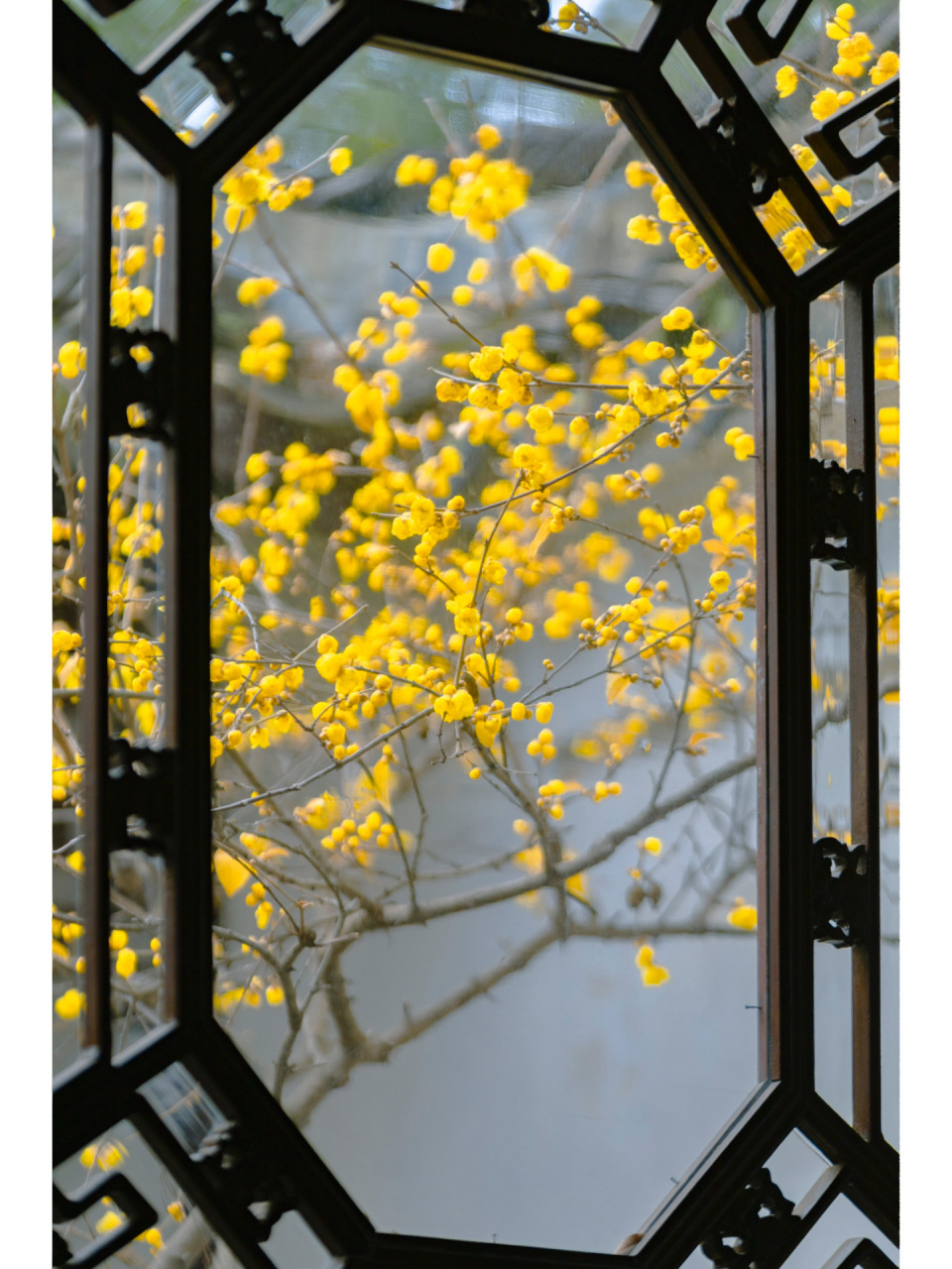 狮子林丨一眼心动的冬日腊梅.