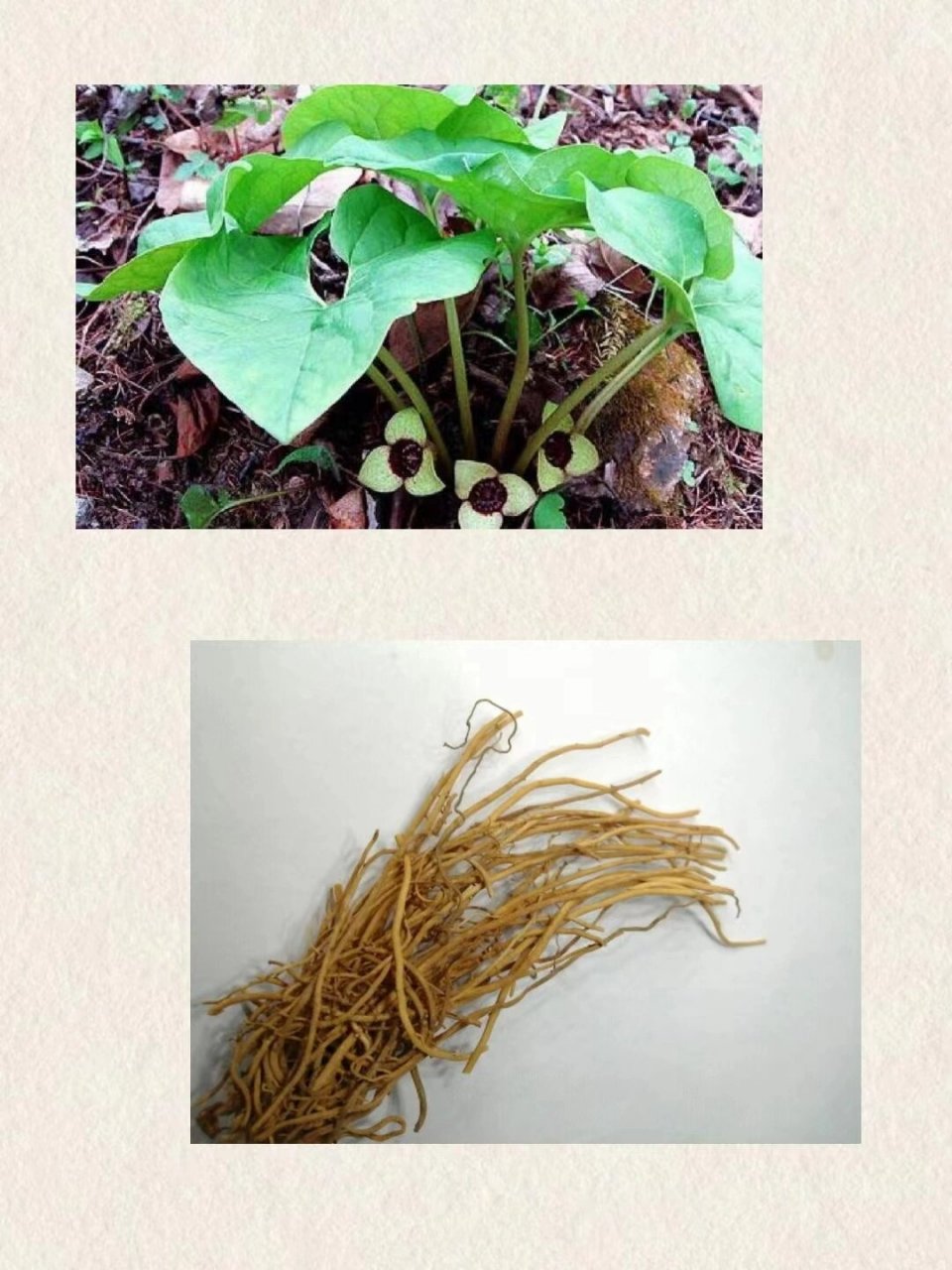 每天懂一味中药材:细辛 78 叶基生,1~3片,心形至肾状心形,顶端短锐