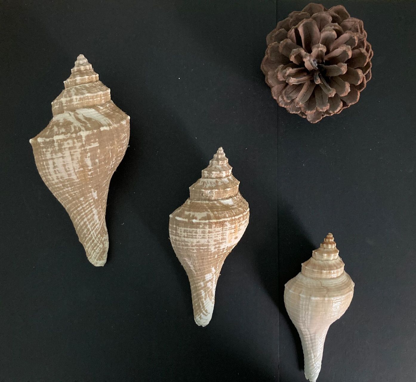 海螺90真的能听到海浪98的声音吗? 90长香螺,又名响螺.