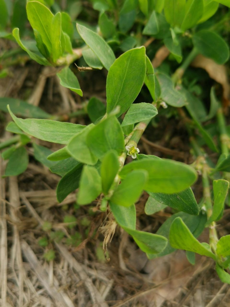 习见萹蓄&萹蓄 (猪牙草) 我常常被这样迷人的小花