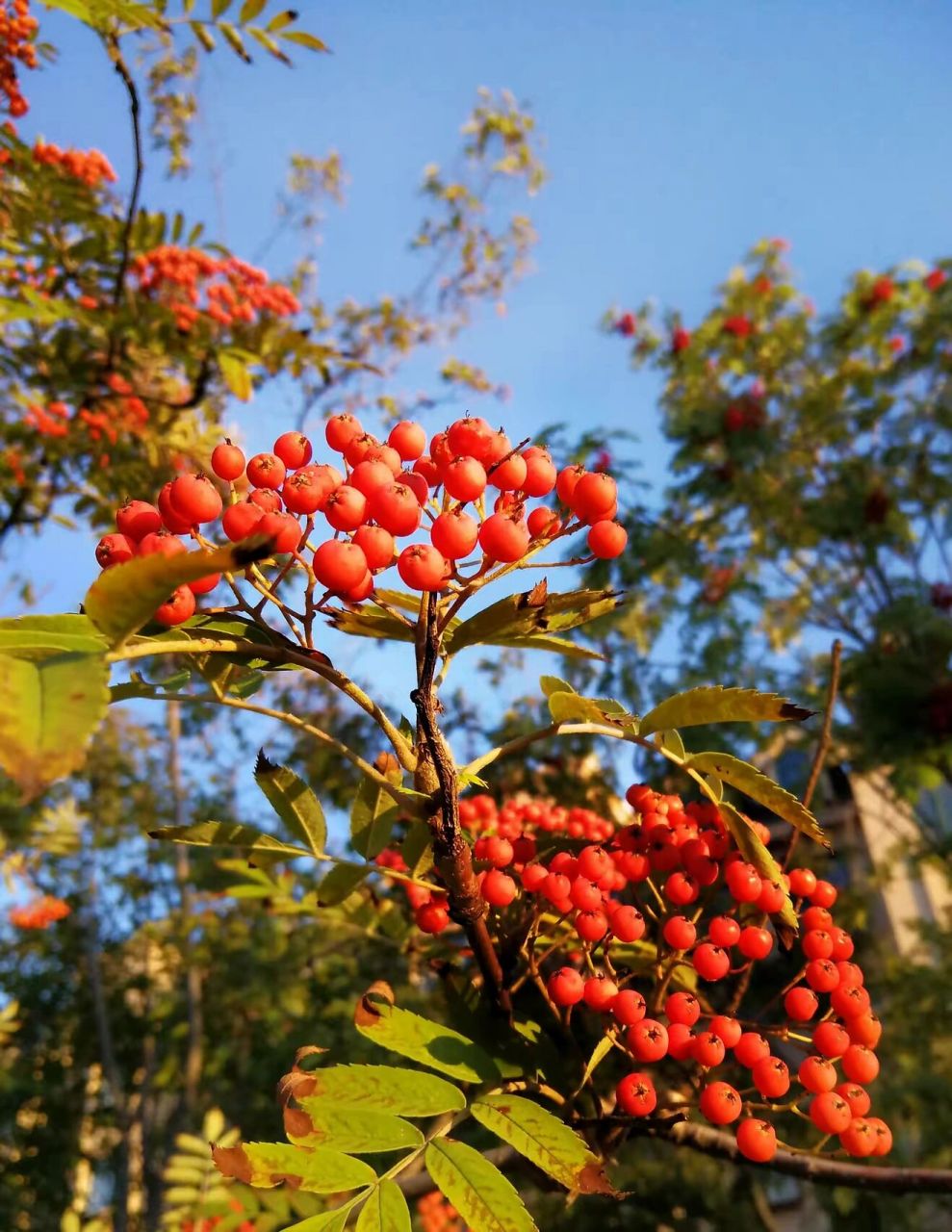 东北路边的那些野花——花楸树 花楸树花语:美好,忠诚,善良.