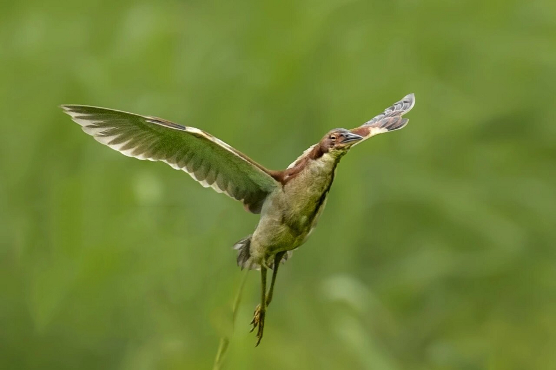 鴝 指摄地点:哈尔滨 综述: 紫背苇鴝(英文名:von schrencks bittern
