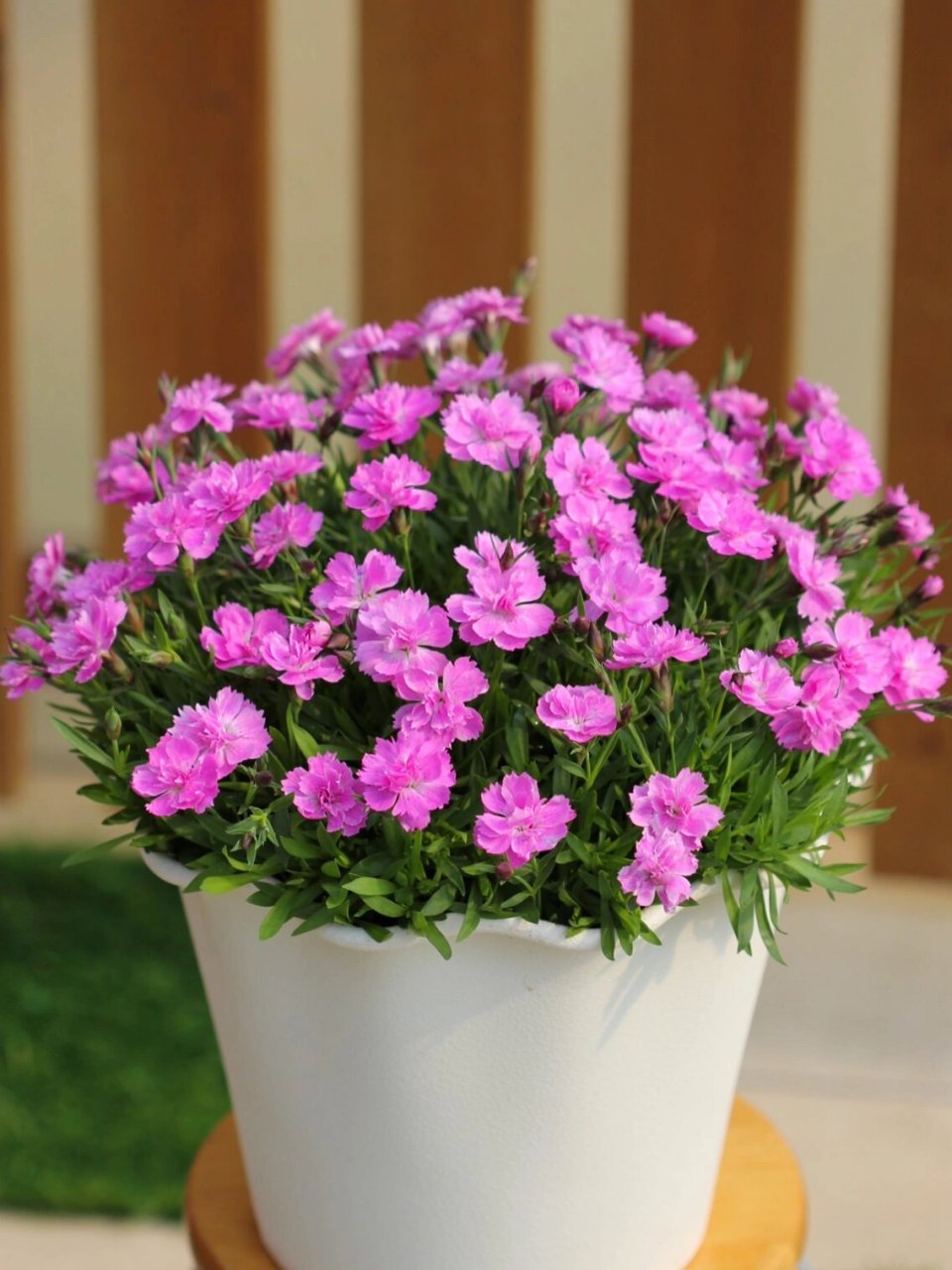植物大赏|迷你重瓣石竹 "小桃红","粉色宝石","甜美头饰"三款迷你小型