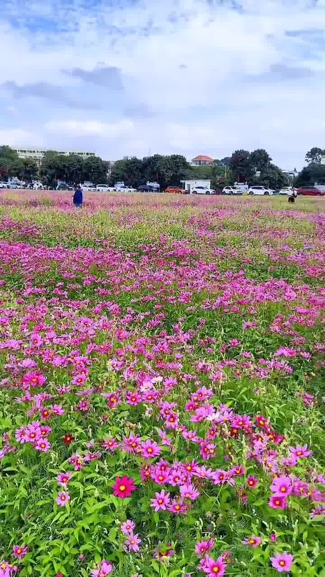 平沙格桑花海图片