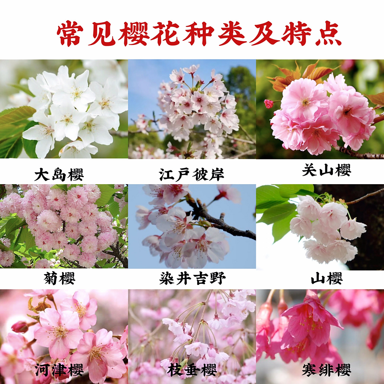 94赏樱季|常见樱花种类及特点(花期) 7815转眼