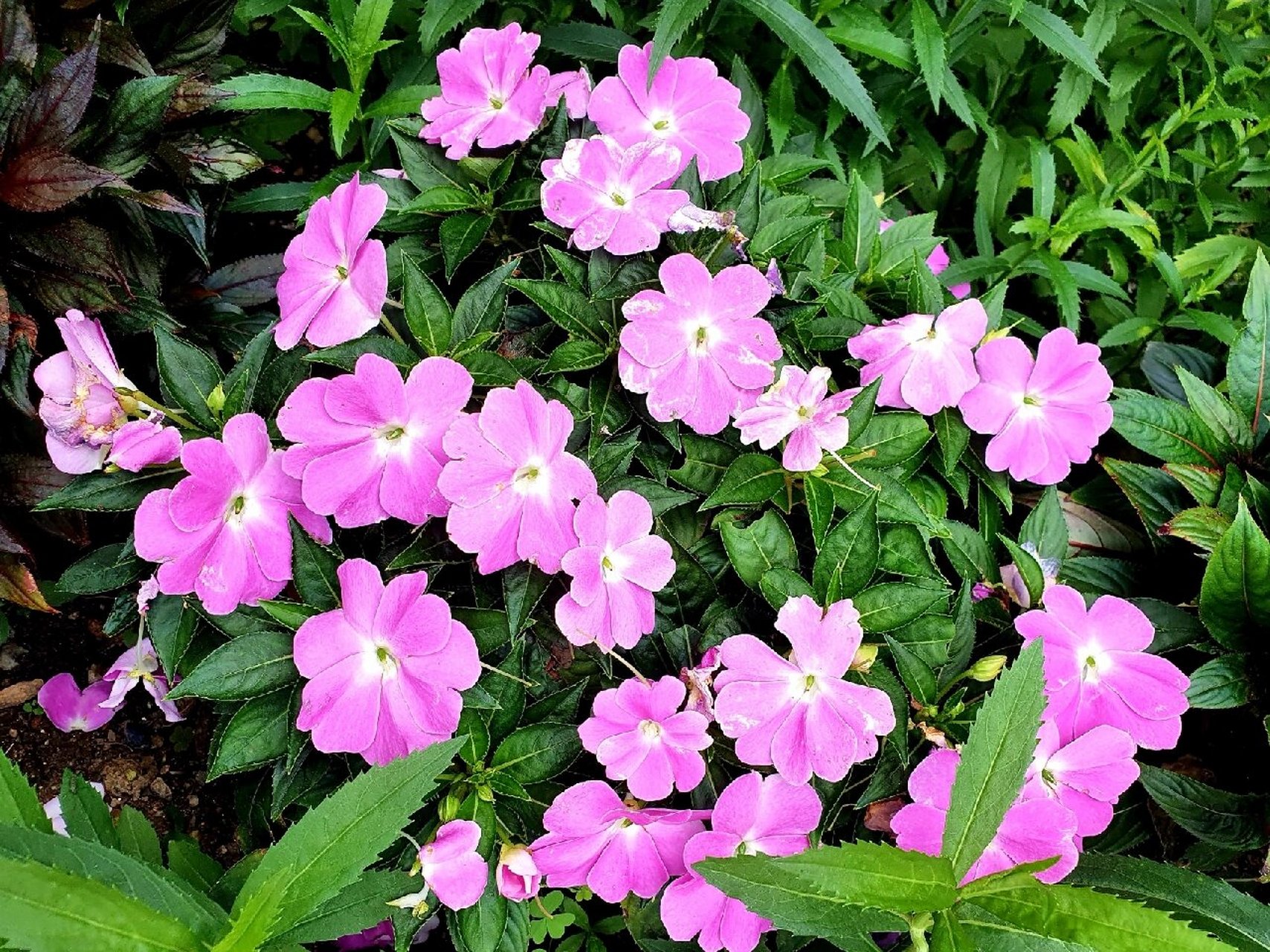 新几内亚凤仙花 94别名五彩凤仙花,绿化带种了很多,颜色鲜艳,花期