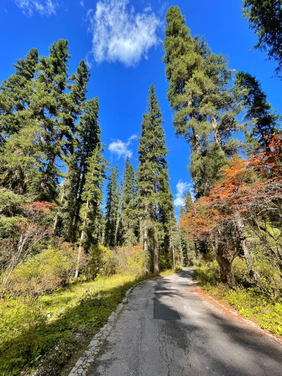 四川旅游|平武王朗,这是什么神仙地方7515 98如果不想去人山