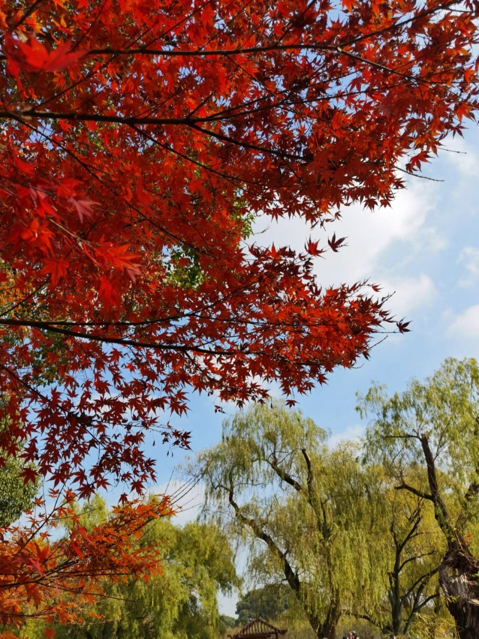 最爱深秋的这一抹红    在上海的周末,寻觅到这一抹亮色的秋日枫叶