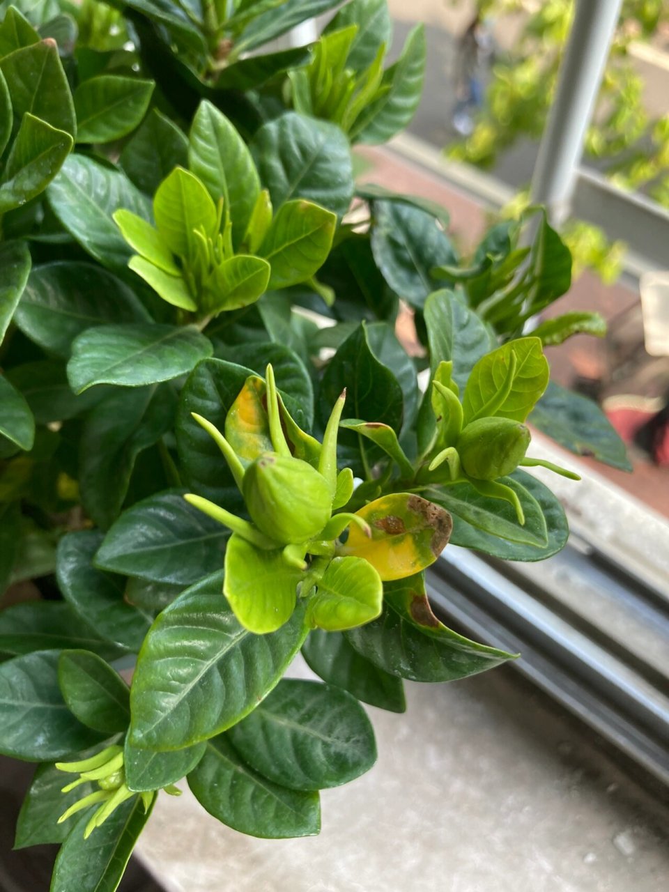 买了一个月的栀子花,现在个别叶子出现焦边现象,是为什么呢?