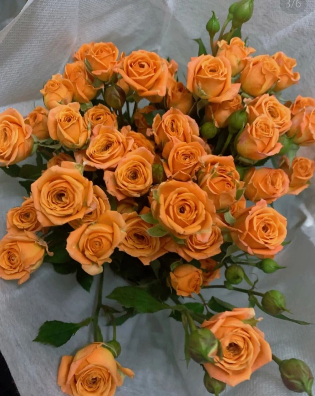 识花系列——橙色系多头玫瑰(之一)  94橙芭比 花语:羞涩的告白