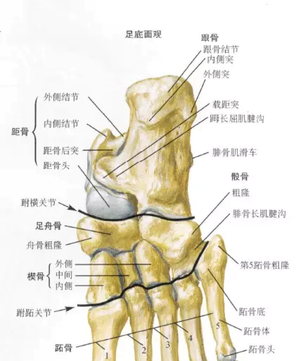 足骨头解剖图图片