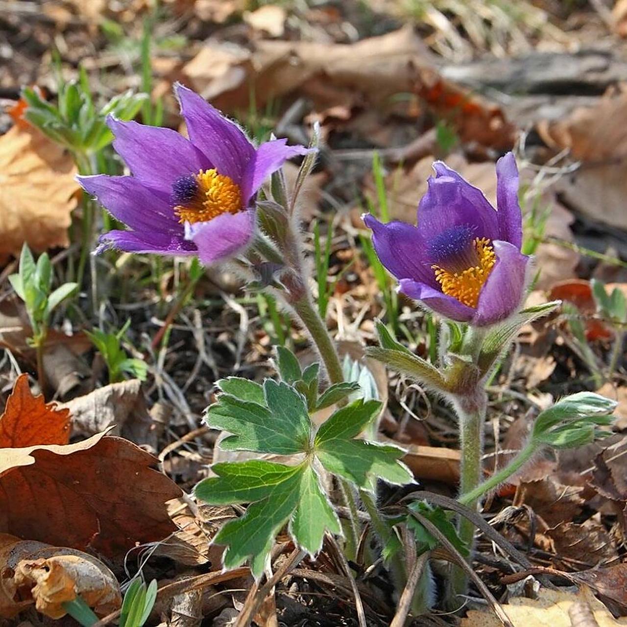 每日一花|白头翁 白头翁:别名羊胡子花,将军草,大碗花,毛姑朵花等