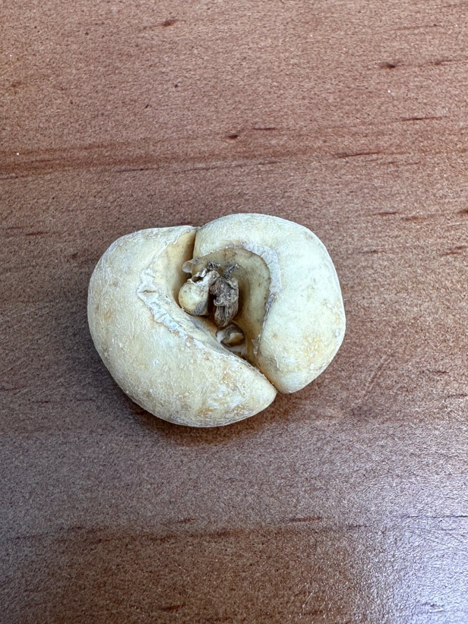 给宝宝咳嗽买的川贝,哪一种是真的71 1号是浙贝,可以看见体型巨大