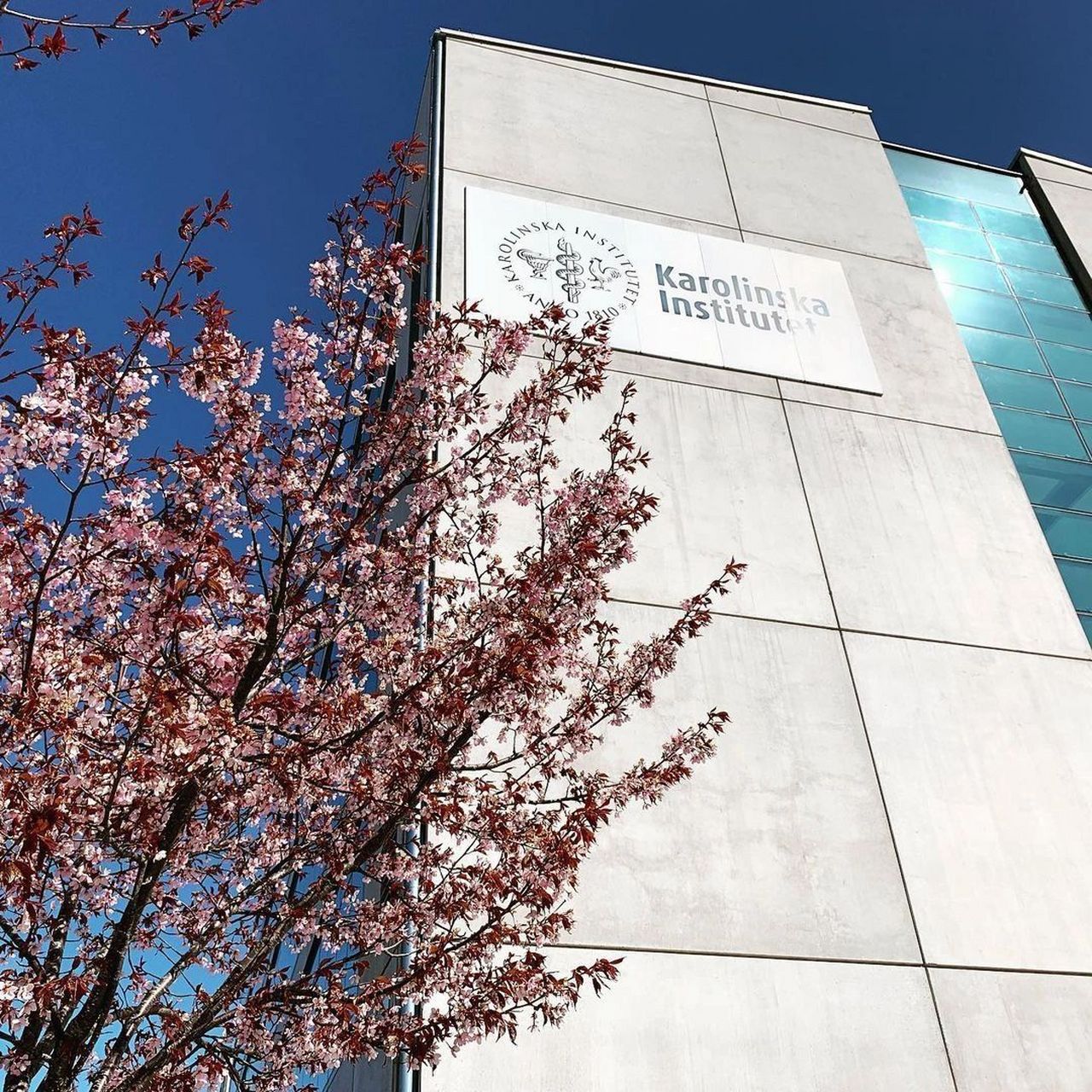 全球最好医学院之一: 瑞典卡罗林斯卡学院 99卡罗林斯卡学院