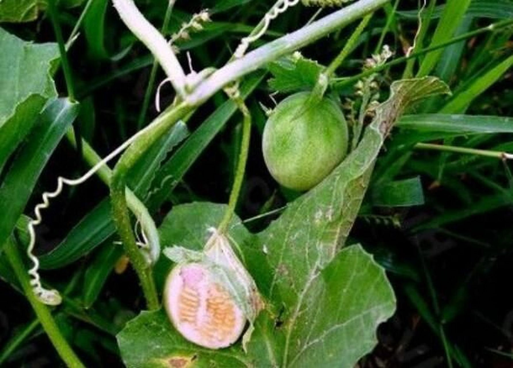常见野外绿植—马泡 马泡, 是黄瓜属下的植物, 原