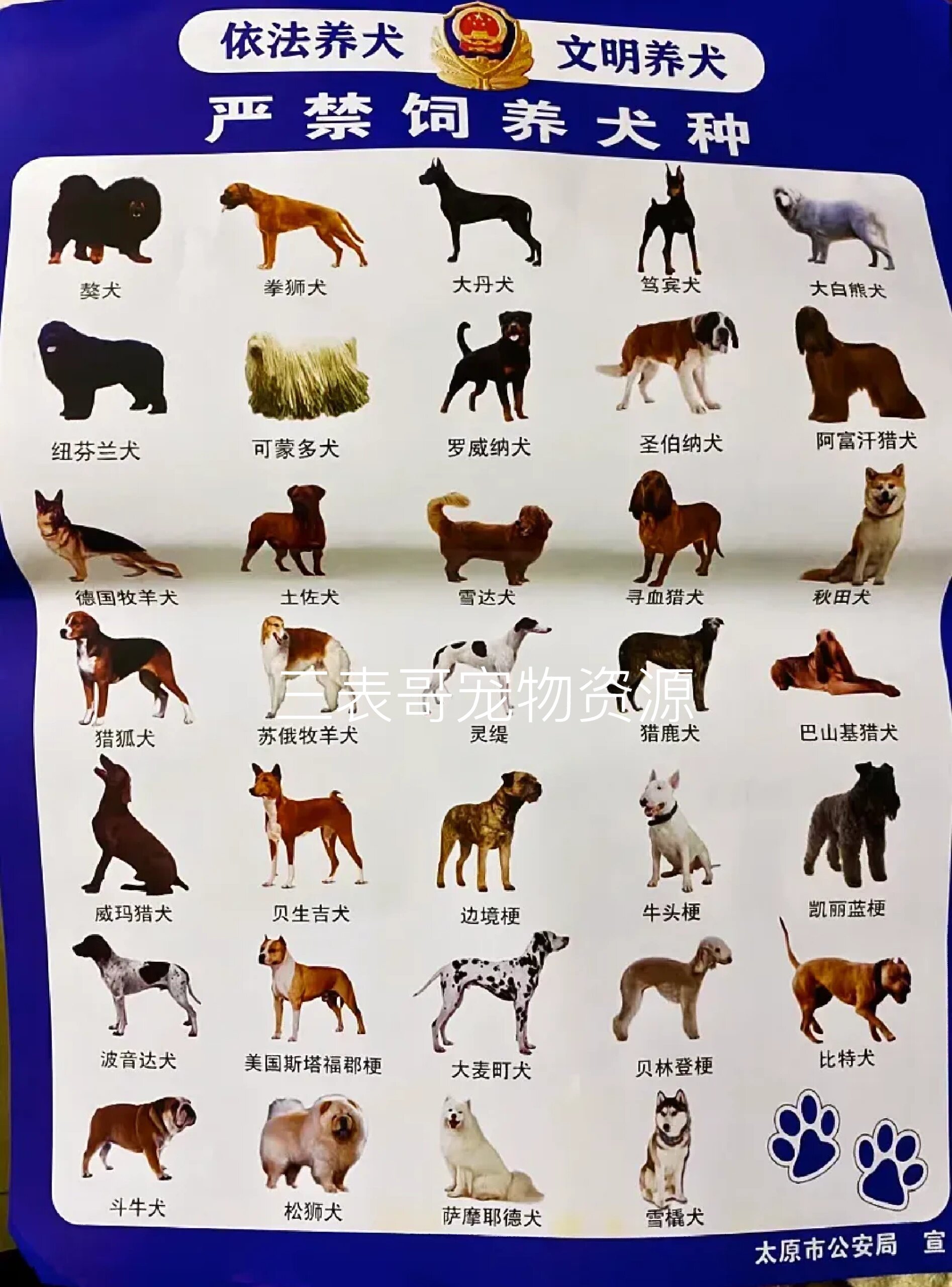 这些狗狗禁止饲养 太原市养狗规定新鲜出炉,禁养宠物狗名单出来了