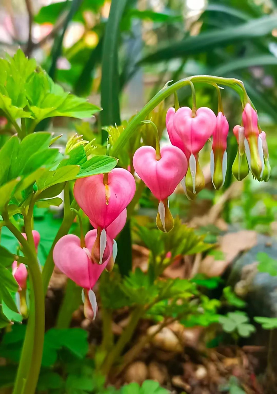 随手拍最美的一朵花 荷包牡丹的花语:爱心永驻,恒久思恋.