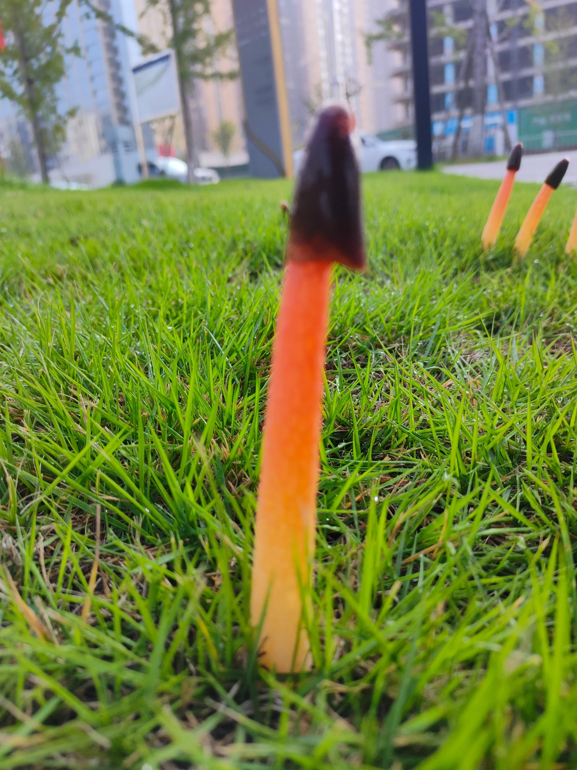 发现新的生命——红鬼笔 红鬼笔,别名,深红鬼笔,长虫花,鸡屎菌.
