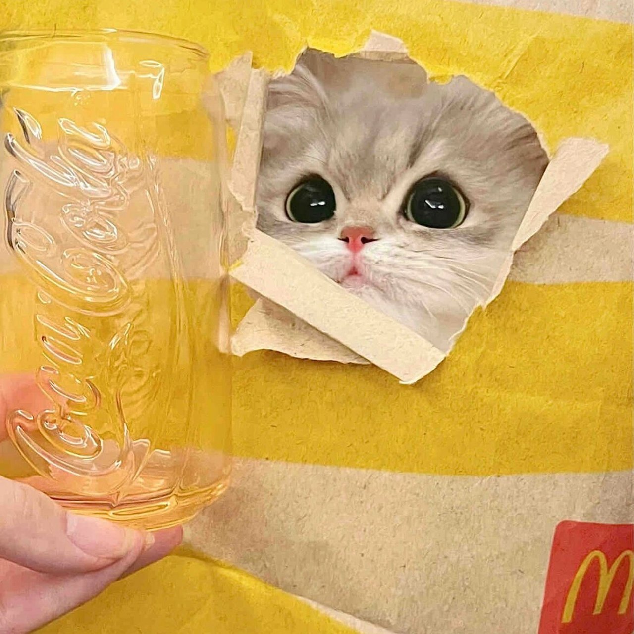 麦门和kfc忠实信徒集合来领猫猫狗狗头像! 你更喜欢麦当劳还是kfc