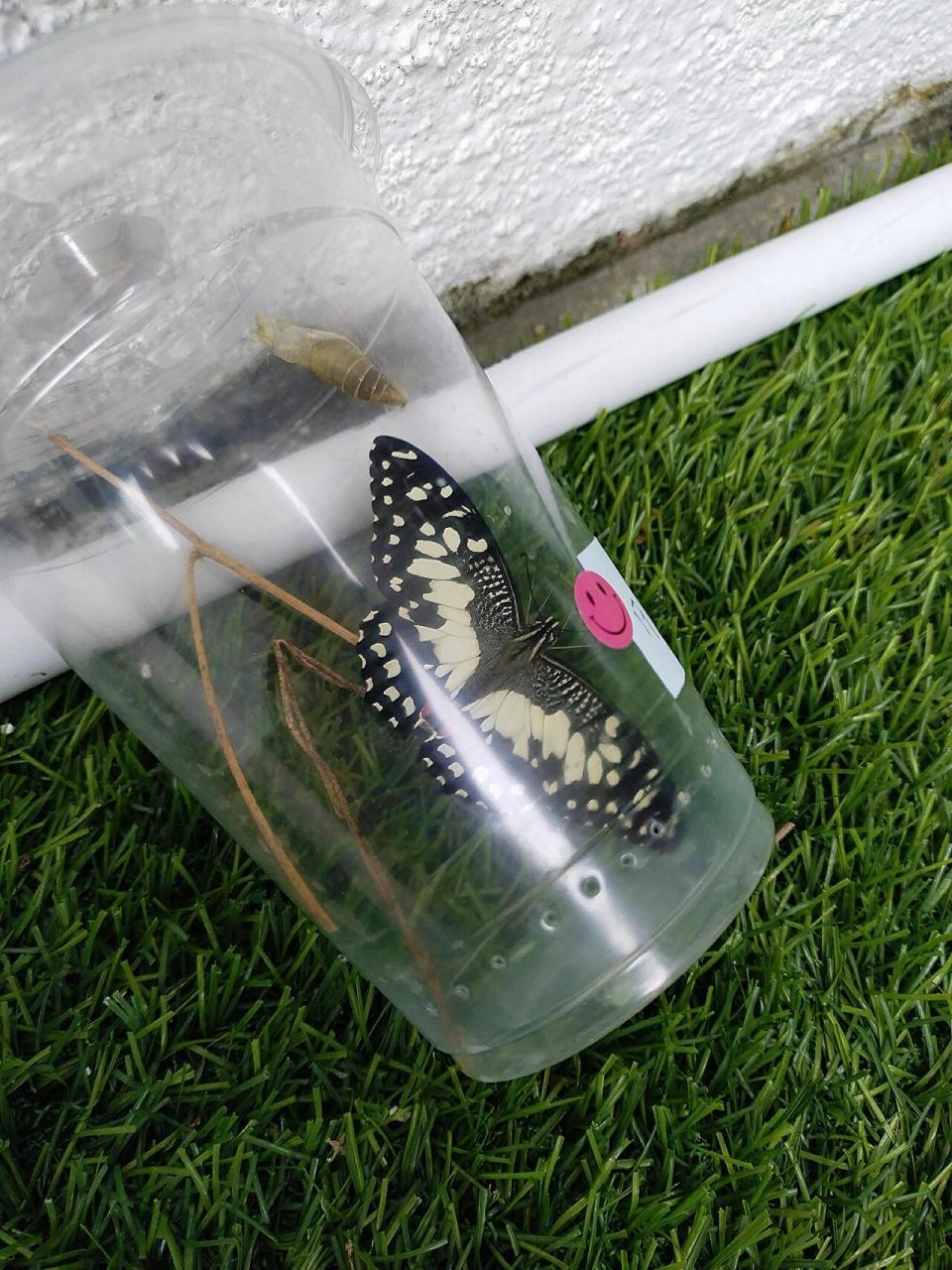 🇲🇾毛毛虫结蛹化蝶观察日记 在柠檬树上发现了毛毛虫蛋,把它装进