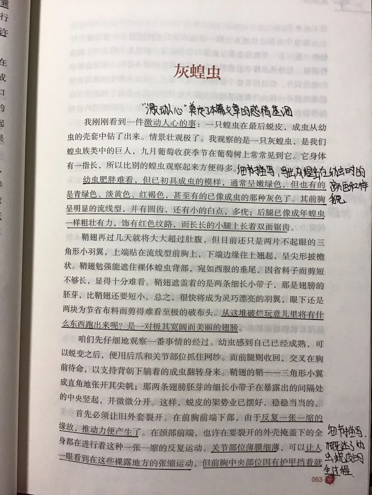 昆虫记灰蝗虫读后感图片