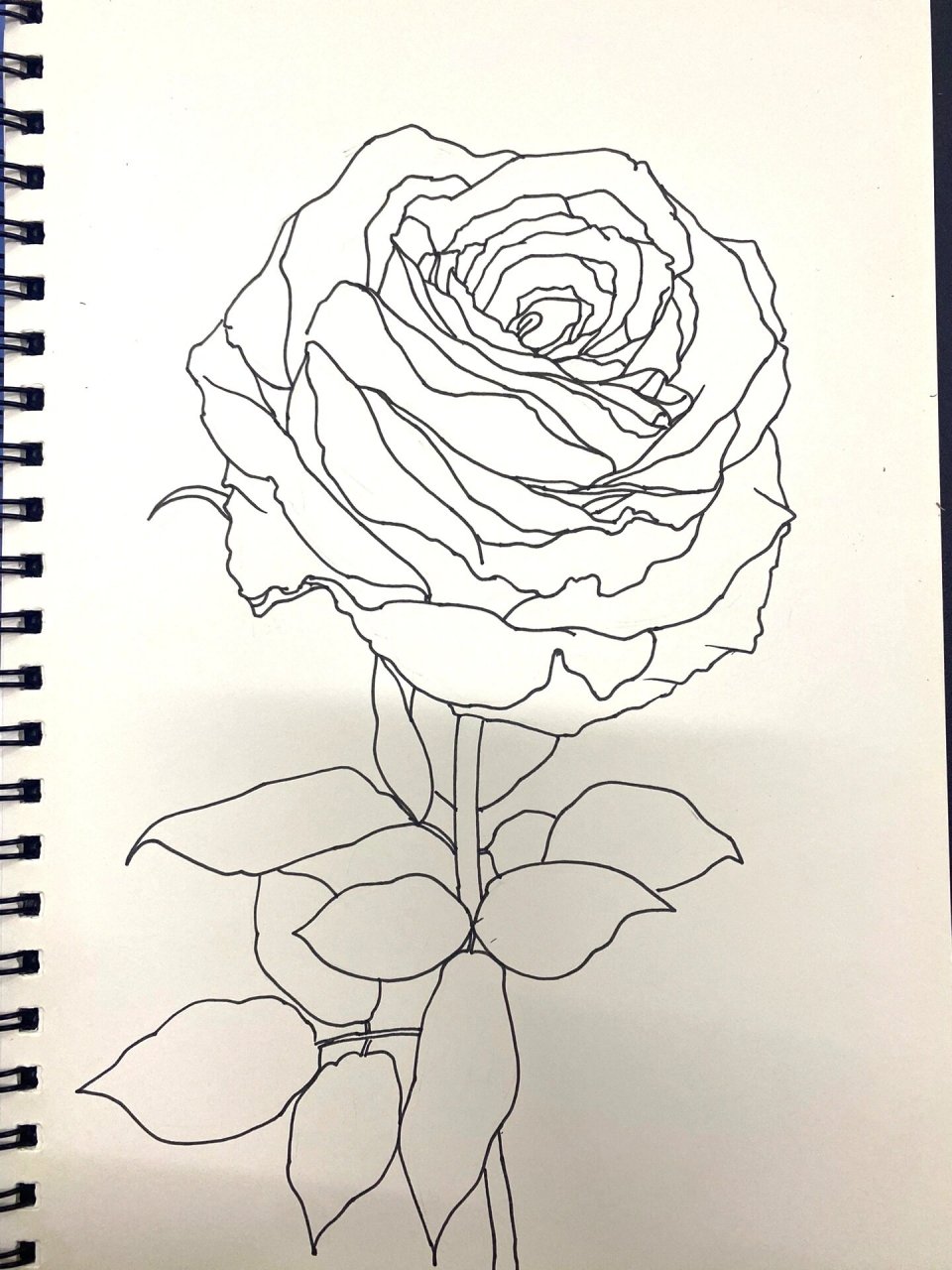 黑白画花卉(36张)/玫瑰花 附过程图,禁止商用,临摹请标明出处 材料