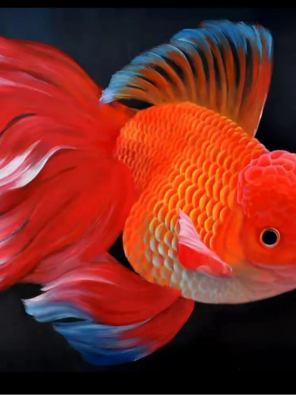 小金鱼的种类繁多,形态各异,有的红白相间,有的五彩斑斓,是许多人喜爱