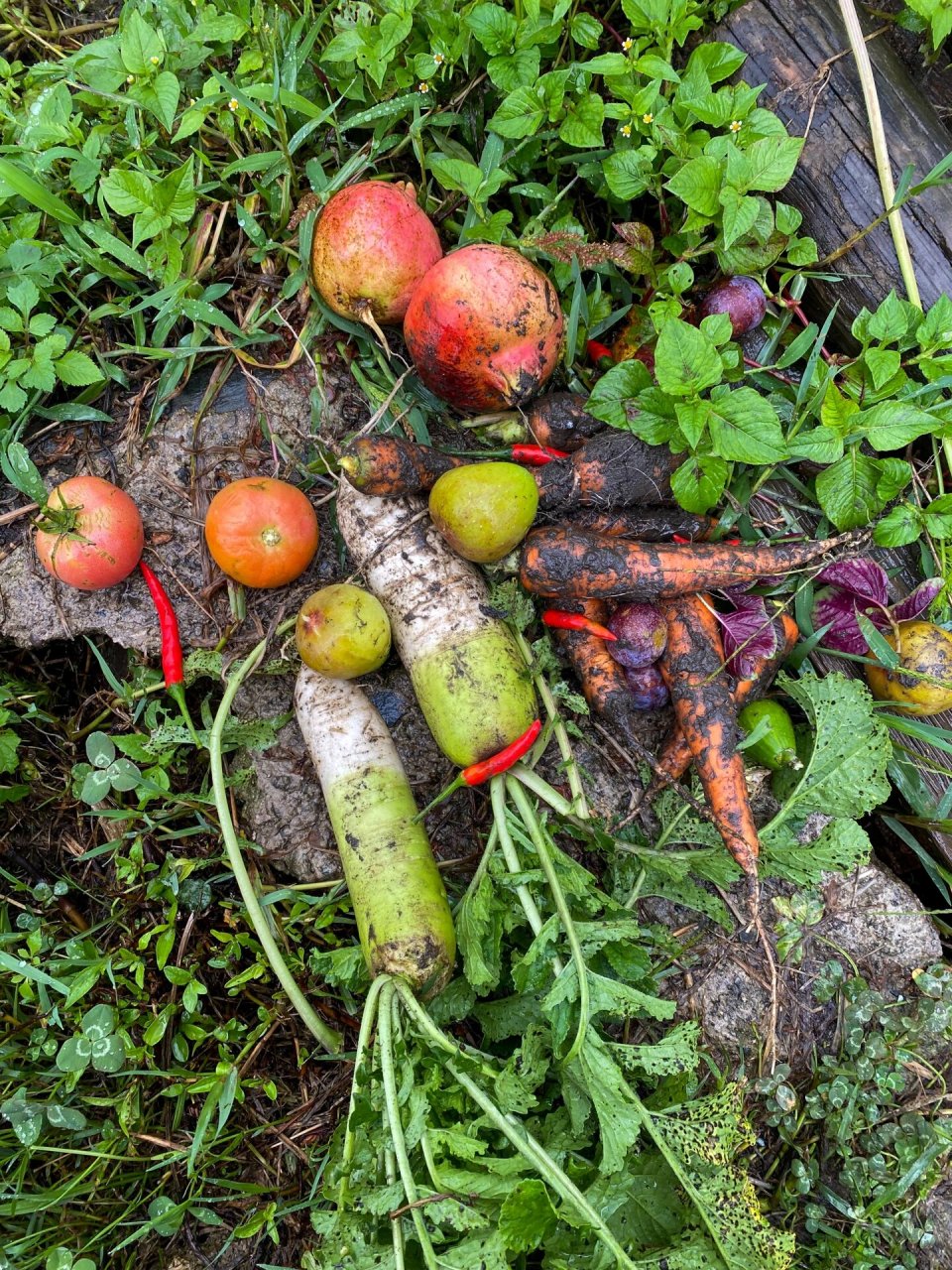 农场采摘|蔬菜惊人的美丽,自然食育 蔺桃组织的自然食育夏令营,带着