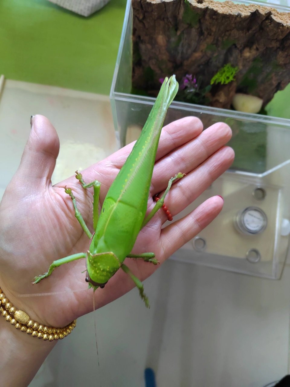 巨拟叶螽,产地西双版纳,最大的螽斯科鸣虫,叫声像小鸟!
