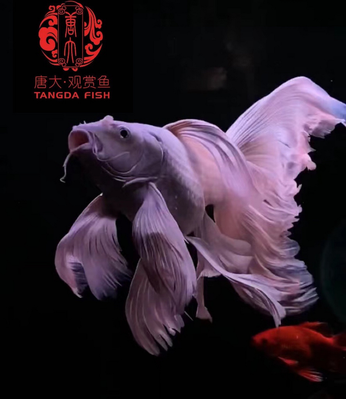 台湾蝴蝶鲤鱼百科图片