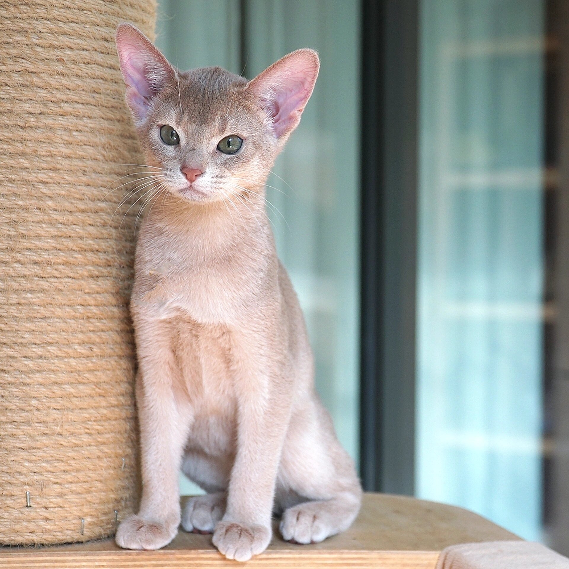 酷酷小仙女 小鹿色阿比西尼亚猫