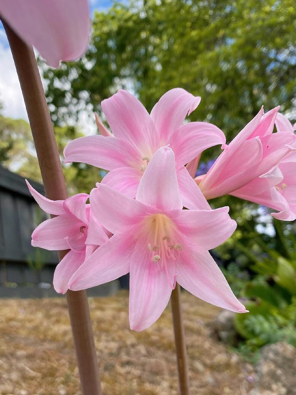 三月lily二月开 今年的南非孤挺花开的都很早,基本二月初或者中旬就