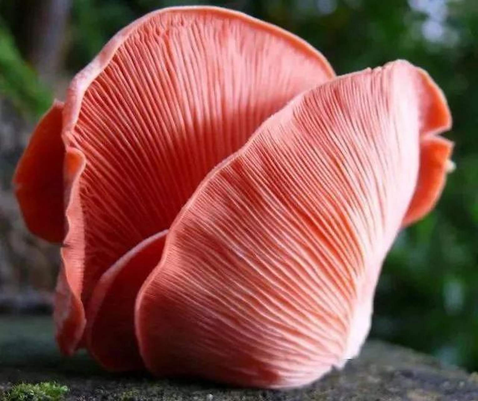 93中文名:桃红侧耳,桃红平菇,红平菇 拉丁学名:pleurotus djamor 目