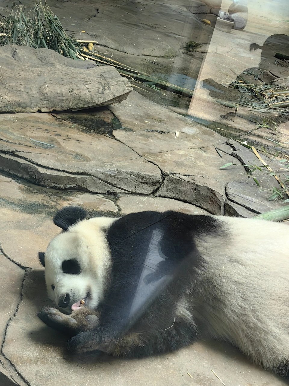 鞍山动物园大熊猫图片