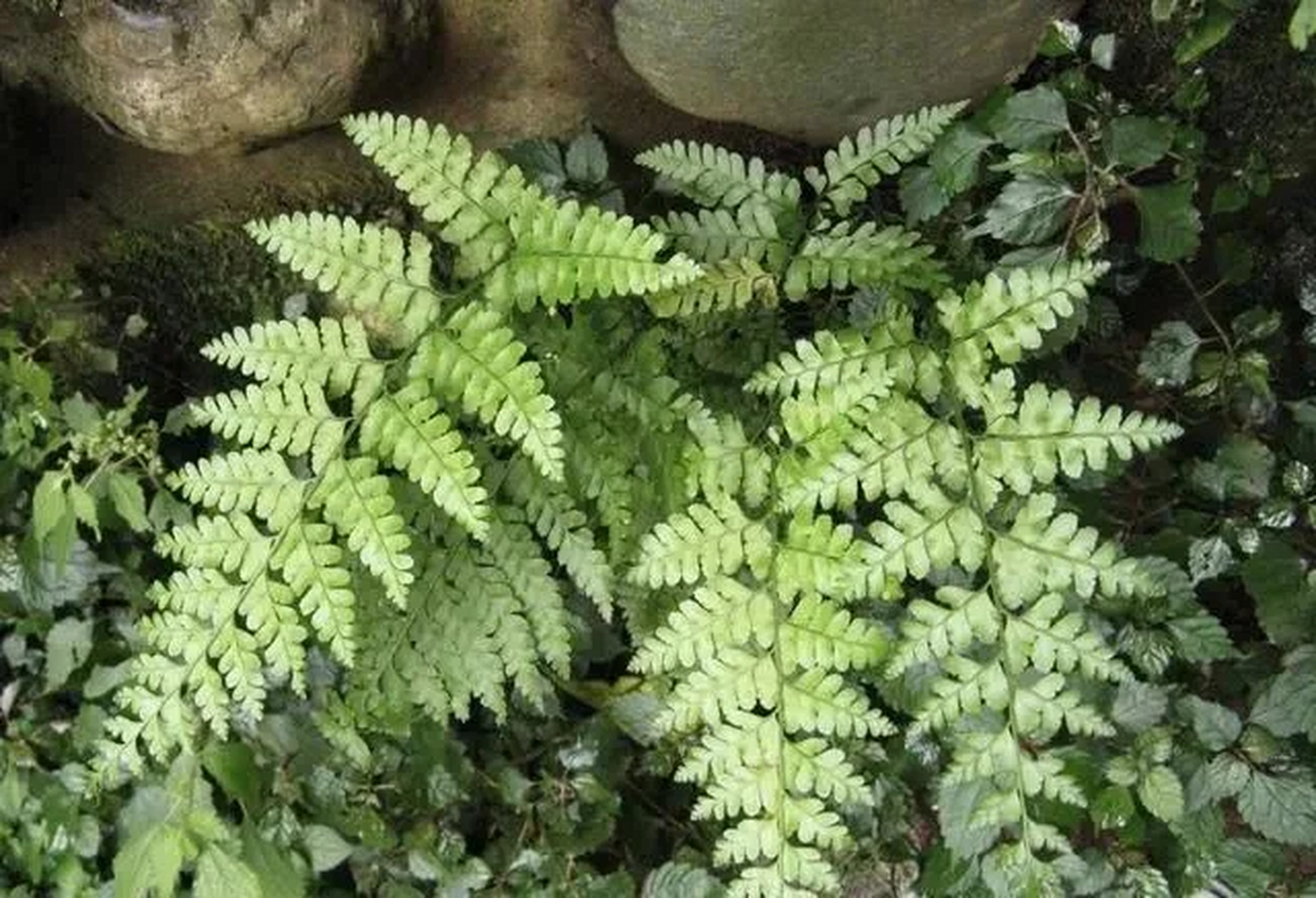 凤尾蕨 功效与作用 清热解毒,祛风利湿 凤尾蕨属蕨类植物,是多年生