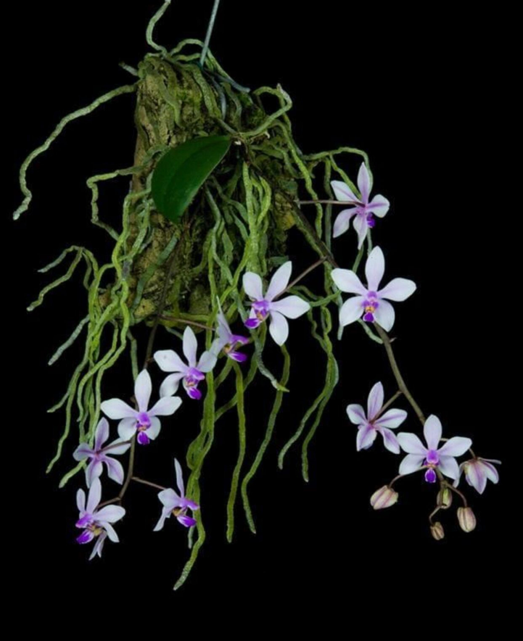 94华西蝴蝶兰phalaenopsis wilsonii 94 727272 华西蝴蝶兰