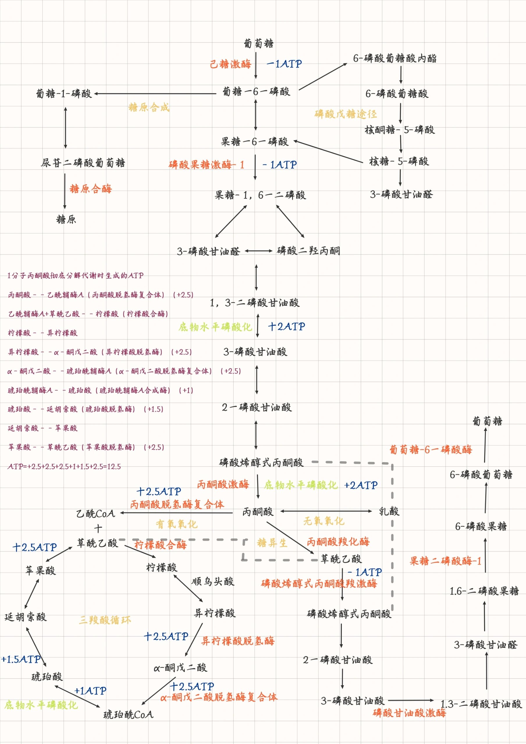 五碳糖的结构图图片