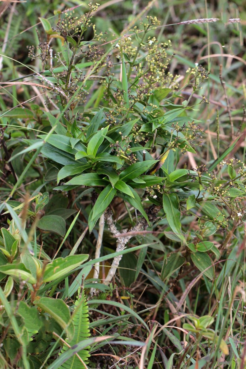 金草 金草(hedyotis acutangula),茜草科毛瓣耳草属.