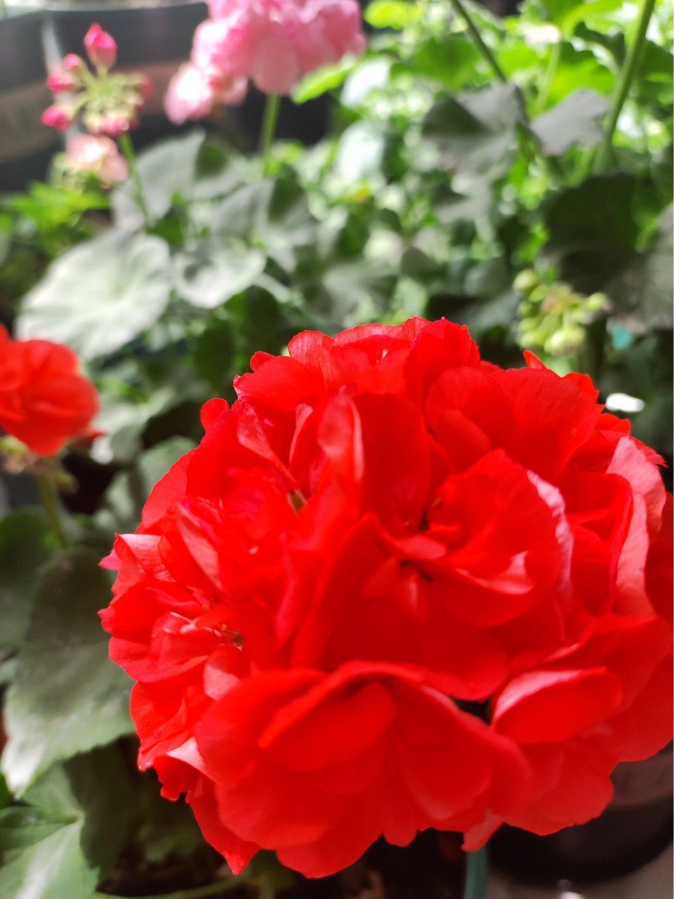 直立天竺葵重彩游行  大花球品种,我家这个养了才2个月,收到时只有12