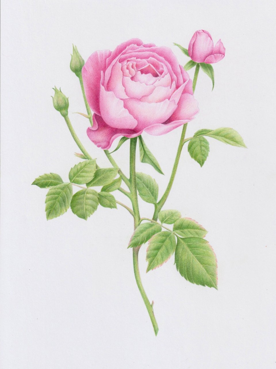 彩铅画|玫红玫瑰(附步骤图) 临摹《玫瑰绘》 花朵96给普通甚至带着