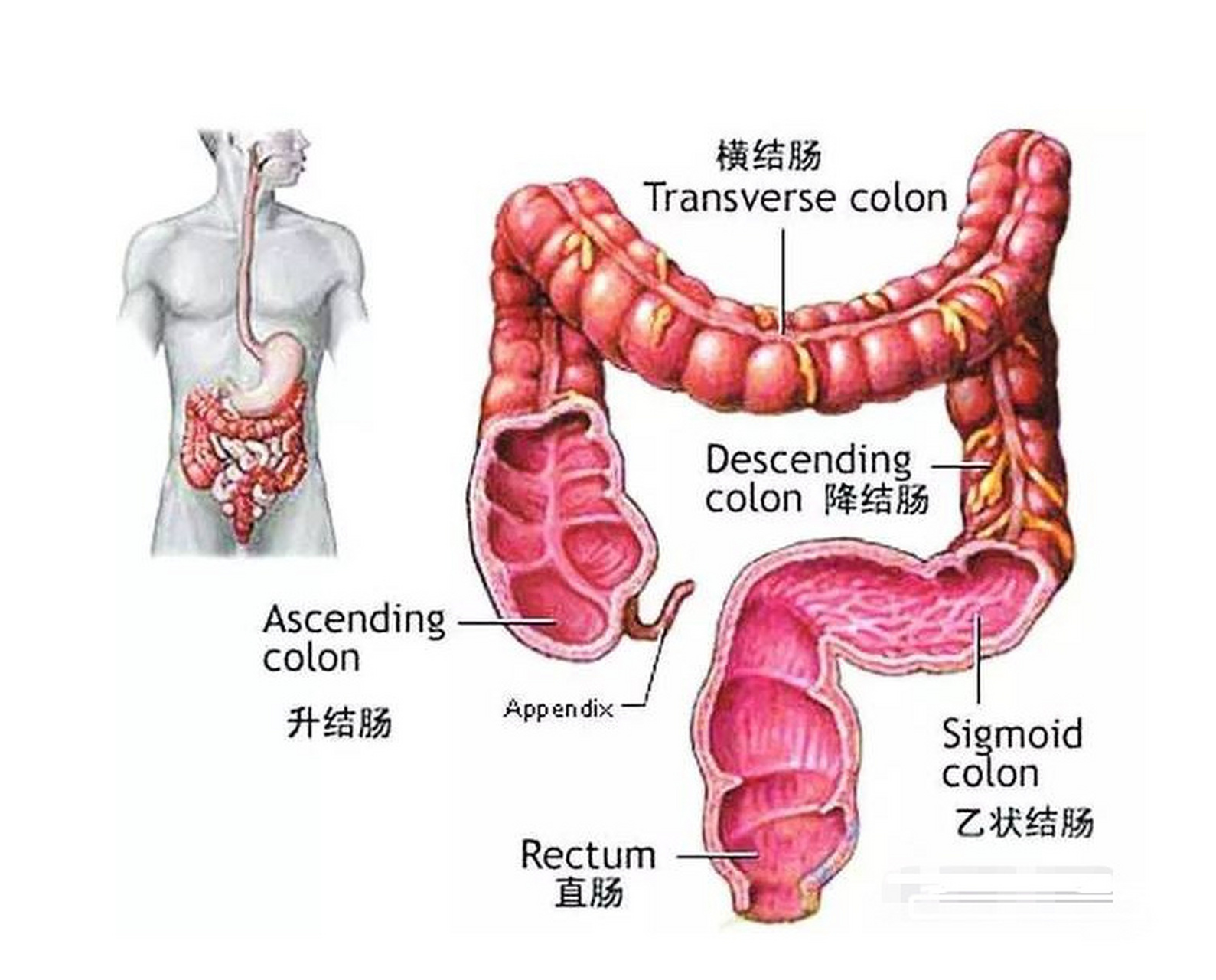 腹部结肠解剖图图片