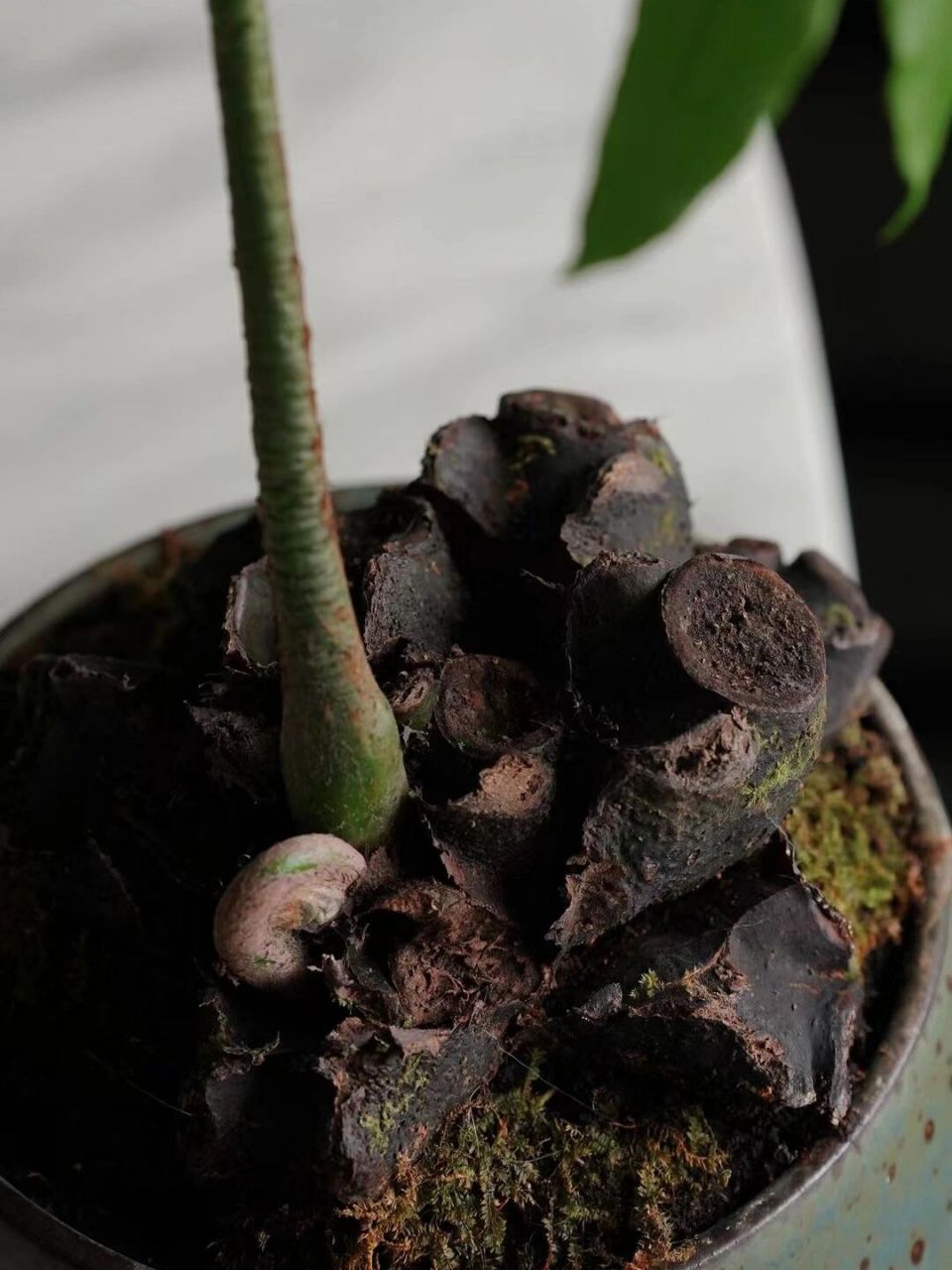 观音坐莲蕨|适合懒人的高颜值的室内植物 适合懒人 适合室内 颜值超高