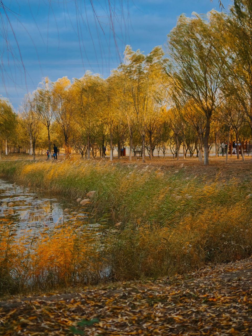 新立郊野公园 相比于西青北辰 距离上要更加的友好 公园内面积很大 很