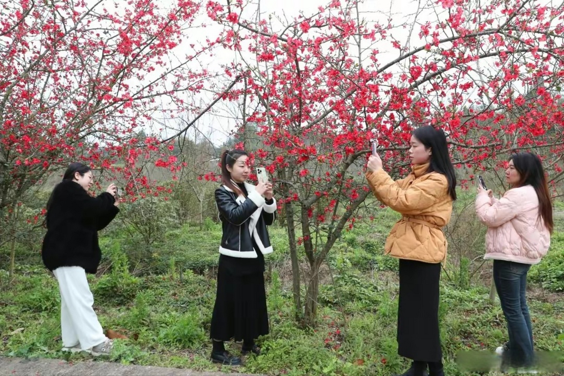 广安大地花谷门票图片