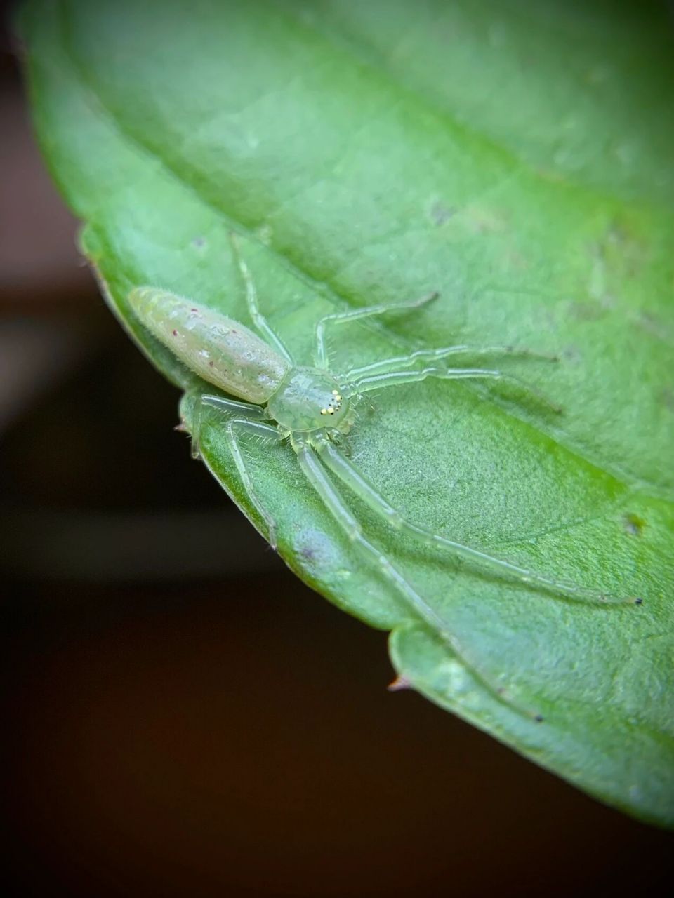 一只好看的蜘蛛～ 翠绿色半透明[偷笑]#蜘蛛# #节肢动物