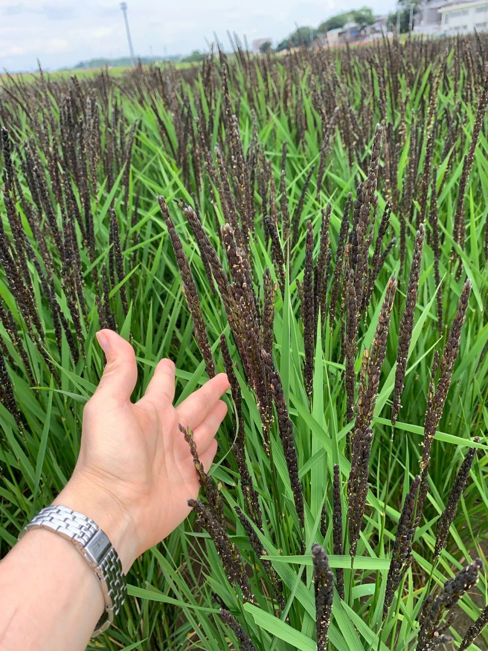 黑米原来是这么种出来的 远远一大片黑压压 不知道什么宝贝 走进一看