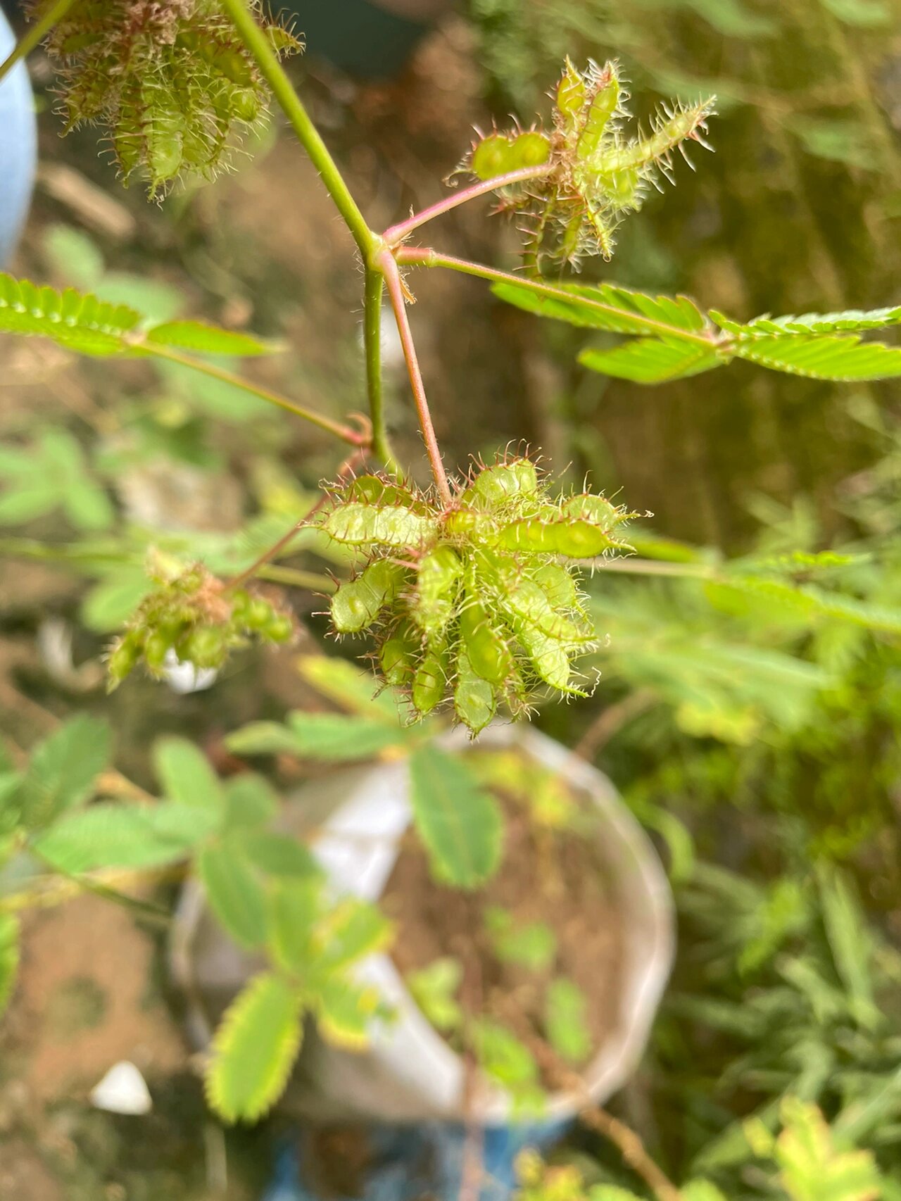 含羞草的果子 含羞草的果实简直就是迷你版的扁豆嘛