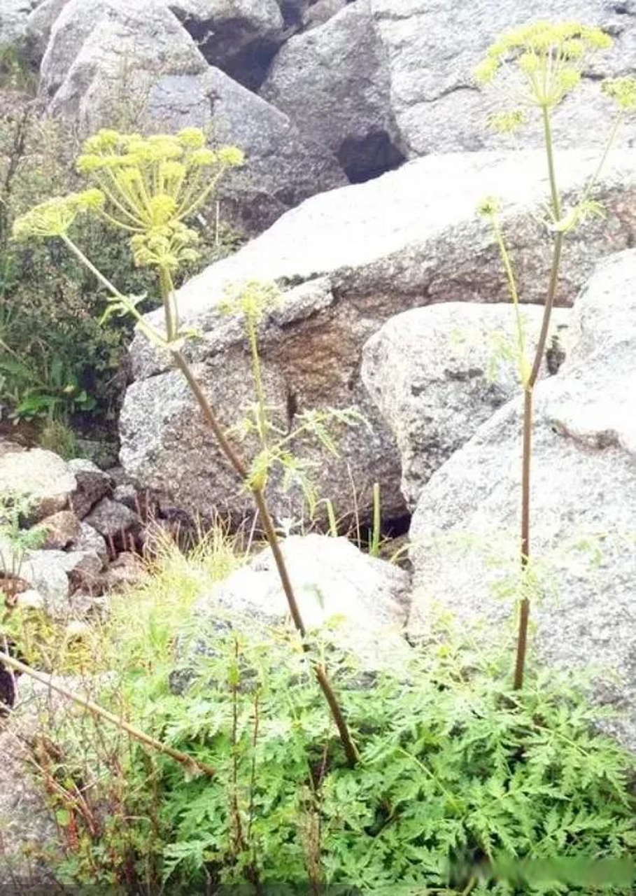 别名:香独活,肉独活,川独活,资丘独活