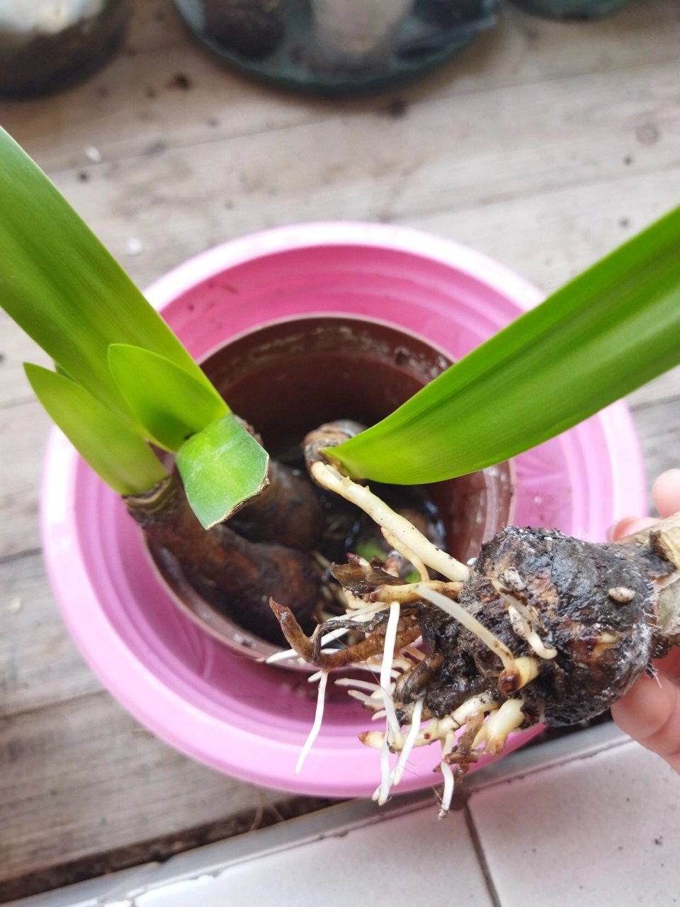 水鬼蕉果然是水鬼 放土里一两个月就长了点根,这两天我放水里这大白根