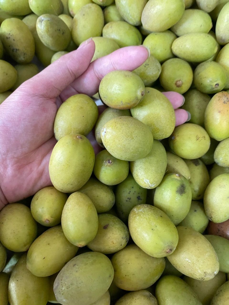 潮汕特产天然绿色食品金灶三捻橄榄,油甘 在潮汕地区,最出名里的水果